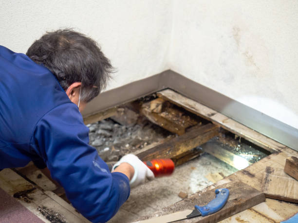 Best Mold Removal and Inspection  in Millington, NJ