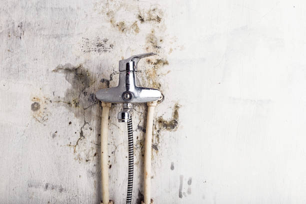 Best Professional Mold Removal  in Millington, NJ