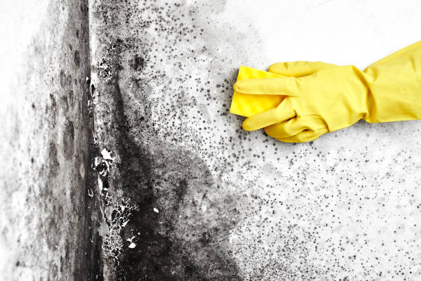 Mold Removal and Inspection in Millington, NJ