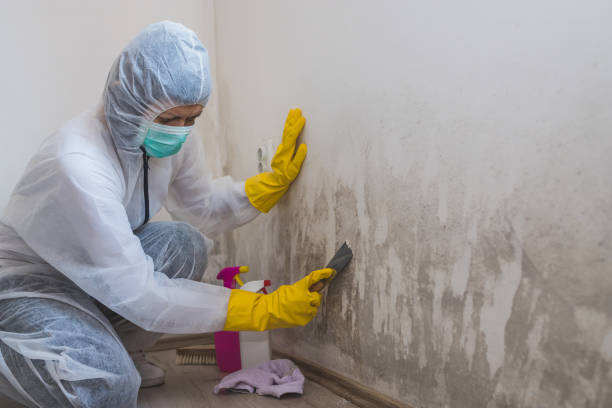 Best Attic Mold Removal  in Millington, NJ