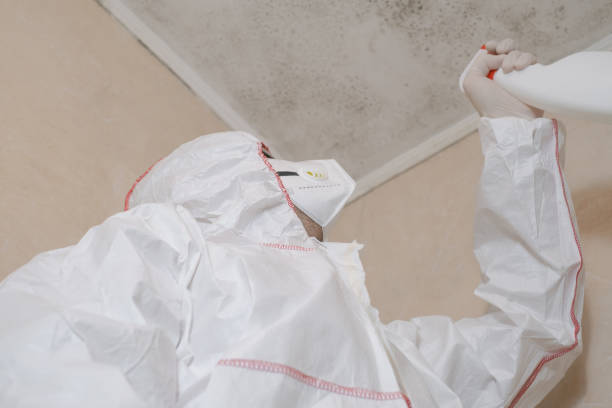 Trusted Millington, NJ Mold Removal Experts