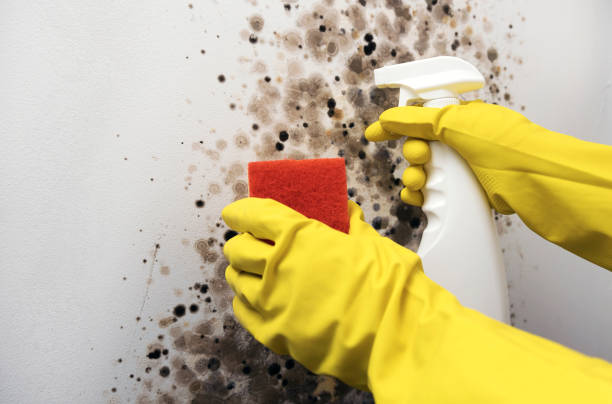 Best Mold Testing  in Millington, NJ