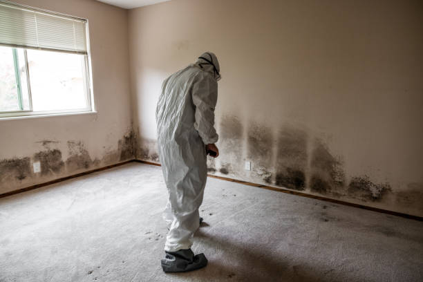 Best Mold Removal Specialists  in Millington, NJ