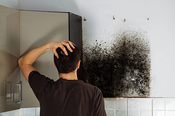 Best Local Mold Removal Service  in Millington, NJ