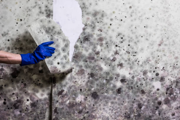 Best Affordable Mold Removal  in Millington, NJ