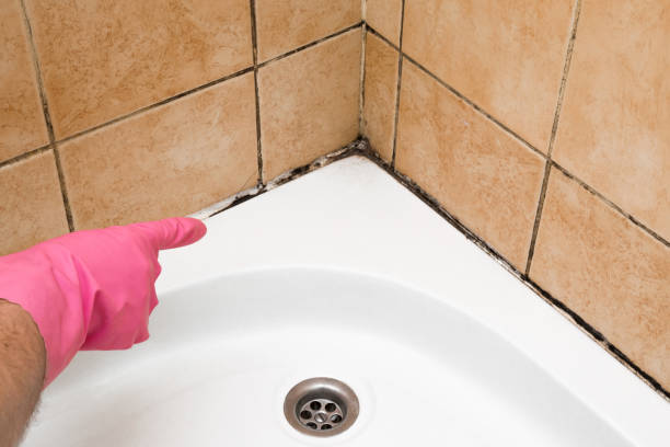 Best Toxic Mold Removal  in Millington, NJ
